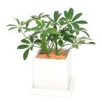 （観葉植物）シェフレラ　陶器鉢植え　スクエアホワイト（１鉢）　受皿付　セラミス　鉢植え　おしゃれ　室内　プレゼント