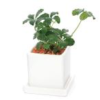 シュガーバイン陶器鉢植えダイスＳ白...