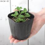 ( декоративное растение ) трава рассада мята Japan - ka....3 номер (3 pot ) огород 