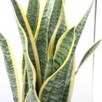 （観葉植物）大型　インテリア　サンスベリア　６号（１鉢）
