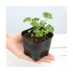 ハーブ苗パセリの苗３号