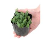 （観葉植物）ハーブ苗　セント　ジョーンズ　ワート　３号（１ポット）　家庭菜園…