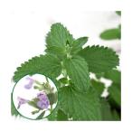 ( декоративное растение ) трава рассада мята кошка мята ja Ian to3 номер (1 pot ) огород 