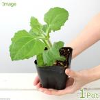 （観葉植物）野菜苗　ヤーコンの苗　３〜３．５号（１ポット）　家庭菜園