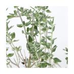 ( декоративное растение ) трава рассада кошка время 3 номер (1 pot ) огород 