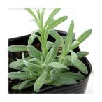 ( декоративное растение ) трава рассада карри план to3 номер (1 pot ) огород 