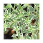 ( декоративное растение ) трава рассада время серебряный 3 номер (1 pot ) огород кулинария чай 