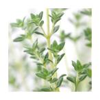 ( декоративное растение ) трава рассада время лаванда 3 номер (1 pot ) огород кулинария 