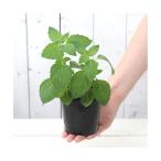 ( декоративное растение ) трава рассада мята Japan - ka...3 номер (1 pot ) огород 