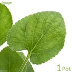 ( декоративное растение ) трава рассада сладкий violet ( запах s Mille ) белый цвет 3 номер (1 pot ) огород 