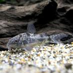 ( тропическая рыба ) Corydoras *pa редкость tas(3 шт ) Hokkaido авиапочта необходимо теплоизоляция 