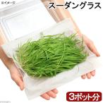 ( декоративное растение ) местного производства .. длина сырой трава свежий . лист Hsu Dan стакан (3 pot минут ) нет пестициды ... кошка собака закуска 