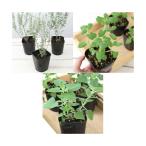 ( декоративное растение ) трава рассада кошка ... трава 3 pot (1 комплект ) огород 