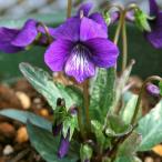 ( луговые и горные травы )s Mille ( фиолетовый )nisi Kiss Mille (. фиолетовый )2.5~3 номер (1 pot )(.. состояние )