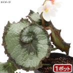 （観葉植物）レックスベゴニア　エスカルゴ　３．５号