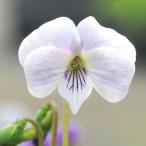 ( луговые и горные травы )s Mille ( фиолетовый ) ошибка zs Mille снег тысяч птица 2.5~3 номер (1 pot )(.. состояние )