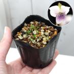 ( луговые и горные травы )s Mille ( фиолетовый )ya расческа makokes Mille ( магазин . остров мох фиолетовый )2.5~3 номер (1 pot )(.. состояние )