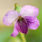 ( луговые и горные травы )s Mille ( фиолетовый ) фиолетовый koma no ушко ( фиолетовый пешка. коготь ) 2.5~3 номер (1 pot )(.. состояние )