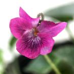 ( луговые и горные травы )s Mille ( фиолетовый ) hearts nes Mille ( первый звук фиолетовый )2.5~3 номер (1 pot )(.. состояние )