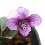 ( луговые и горные травы )s Mille ( фиолетовый )....(. туман )2.5~3 номер (1 pot )(.. состояние )