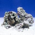 （海水魚）Ｂグレードライブロック　Ｓ−Ｍサイズミックス（２ｋｇ）（形状お任せ）
