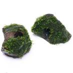 ( водоросли ) наматывать длина Южная Америка Willow Moss дыра . скальная порода ( подводный лист )( нет пестициды )(1 шт )