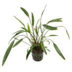 ( водоросли ) Cryptocoryne Roo талон s(1 pot минут )
