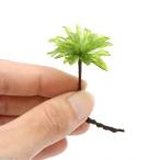（観葉植物）テラリウム　苔　オオカサゴケ（無農薬）（２株）