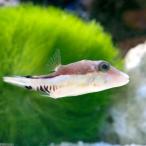 （海水魚）カリビアンシャープノーズパファー（１匹）