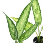 ( террариум ) UGG laonema серебряный Queen (1 pot )