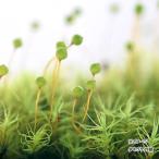 （テラリウム）苔　タマゴケ　１パック分