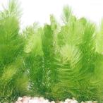 （水草）国産　無農薬マツモ（３本）メダカ　金魚　水質浄化　産卵床