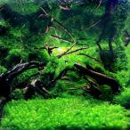 ( водоросли ) вода перо ( подводный лист )( нет пестициды )(1 cup )