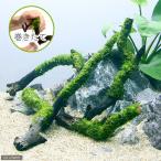 ( водоросли ) наматывать длина Willow Moss палочка коряга S размер ( примерно 15cm)( подводный лист )( нет пестициды )( 1 шт. )