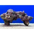 ( морская рыба ) один пункт предмет lai блок (L размер ) LR-3746(1 шт )