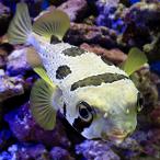 （海水魚）一点物　ヒトヅラハリセンボン　ＬＬサイズ