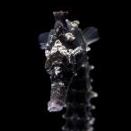 ( морская рыба ) один пункт предмет la Индия si- шланг черный ( bleed ) SH-1(1 шт ) Hokkaido * Kyushu авиапочта необходимо теплоизоляция 