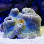 （海水魚）イボハタゴイソギンチャク　おまかせカラー　Ｍサイズ（１匹）無脊椎動物