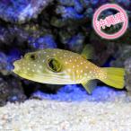 （海水魚）沖縄産　サザナミフグ（１匹）