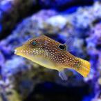 （海水魚）インドパシフィックトビー（１匹）　北海道