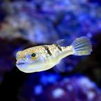 ( морская рыба )okinawa фугу (1 шт ) Hokkaido * Kyushu авиапочта необходимо теплоизоляция 