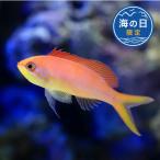 ( морская рыба )[ море. день ограничение!] красный ne - nagoi(2 шт ) Hokkaido авиапочта необходимо теплоизоляция 