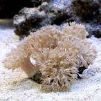 ( коралл ) Okinawa производство отличается u mia The misp. белый M размер (1 шт )