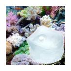 （海水魚）同梱不可　足し水くん　