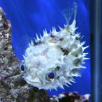 （海水魚）メイタイシガキフグ（１匹）　北海道・九州