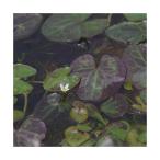 ( биотоп ) водное растения himesi нижний sa The ( нет пестициды )(1 pot ) отходит лист растения 
