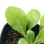 （ビオトープ）水生植物　ハイハマボッス（ウォーターローズ）（無農薬）（１ポッ…