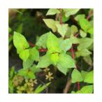 （ビオトープ）水生植物　ミゾソバ（無農薬）（１ポット）　湿性植物　一年草