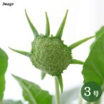 ドルステニアフォエチダ３号コーデックス