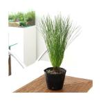 ( луговые и горные травы ) бонсай matsu( сосна ) большой o корова .u( великий сосна )3.5 номер (1 pot )